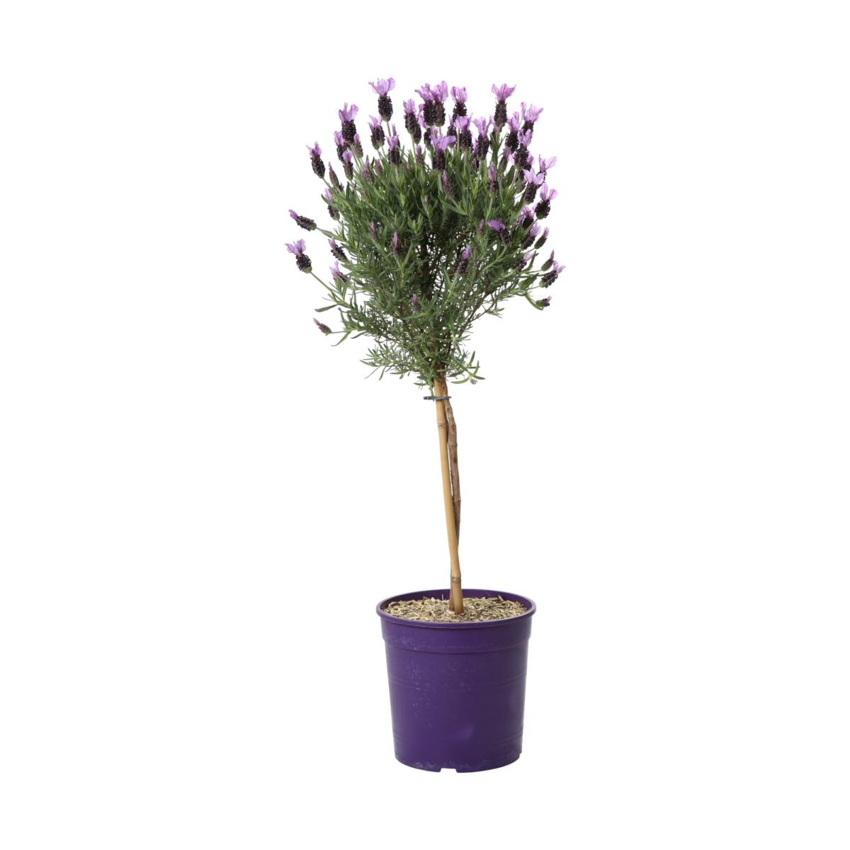 Lavandula stoechas St.T 18