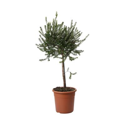 Myrthus comm. St T 28