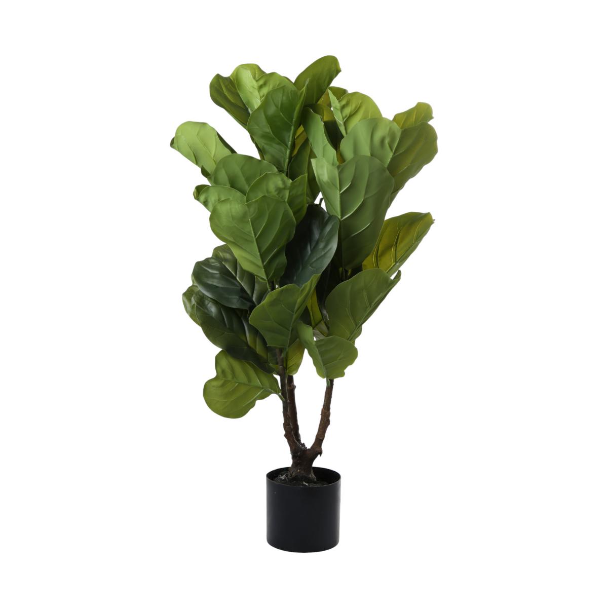 Geigen-Feige Ficus lyrata im Topf