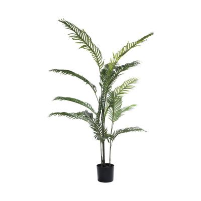 Areca-Palme im Topf