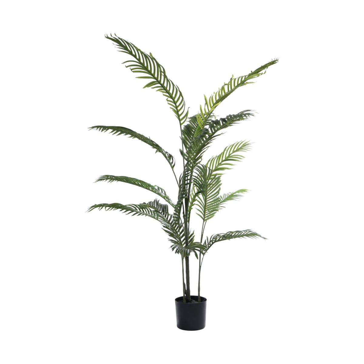Areca-Palme im Topf