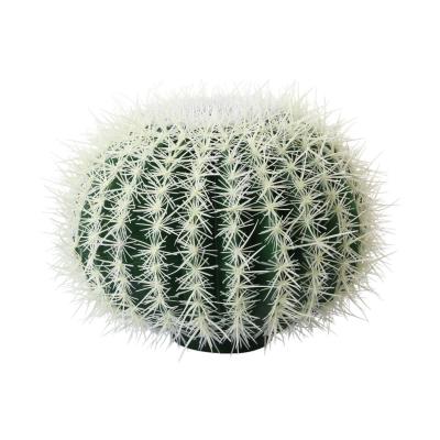 Kaktus Schwiegermutterstuhl