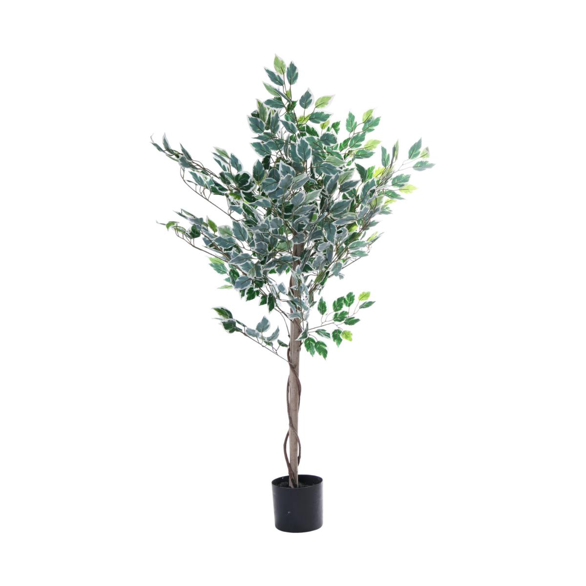 Ficus-Baum