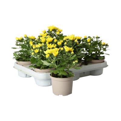 Chrys. indicum T10,5