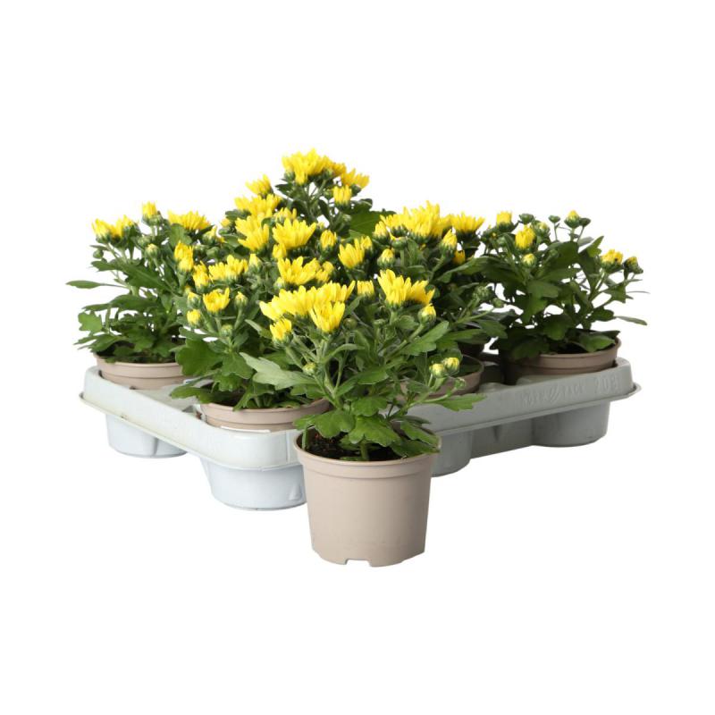 Chrys. indicum T10,5