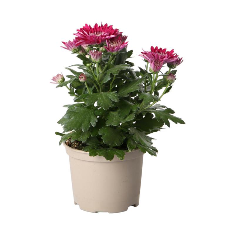 Chrys. indicum T10,5