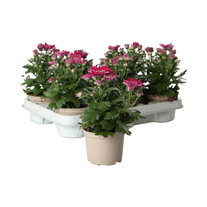 Chrys. indicum T10,5