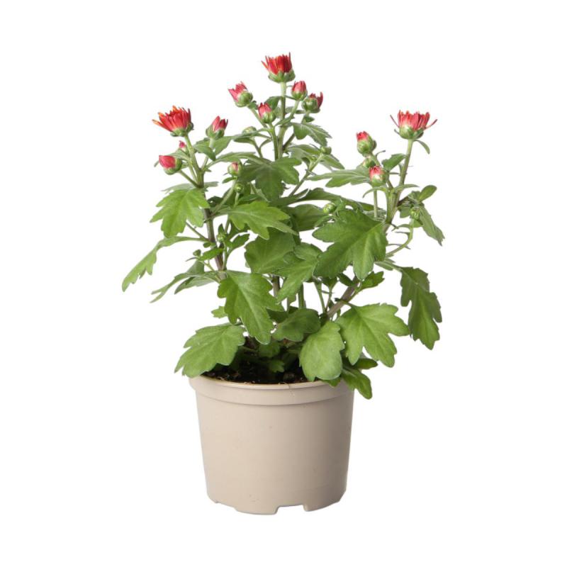 Chrys. indicum T10,5