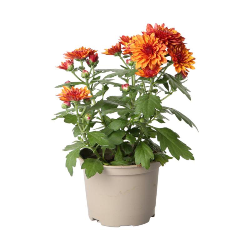 Chrys. indicum T10,5