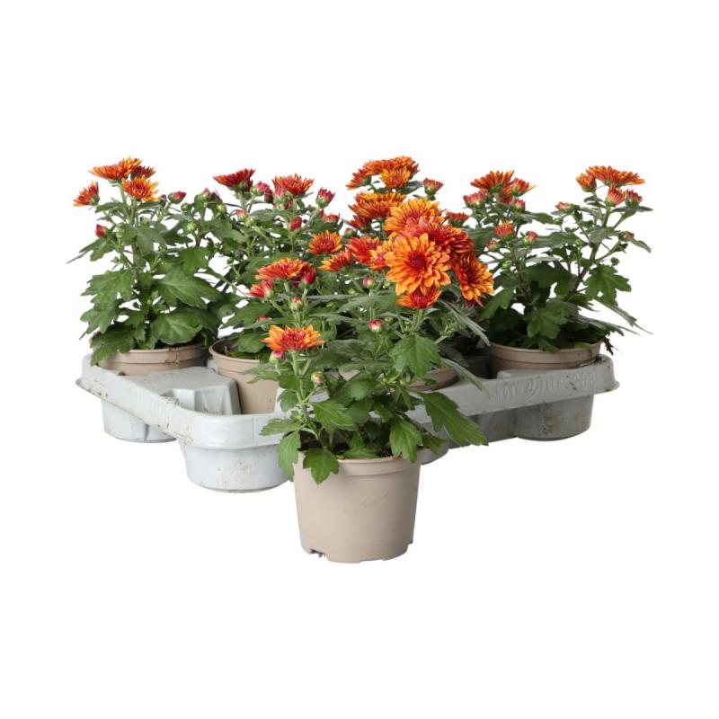 Chrys. indicum T10,5