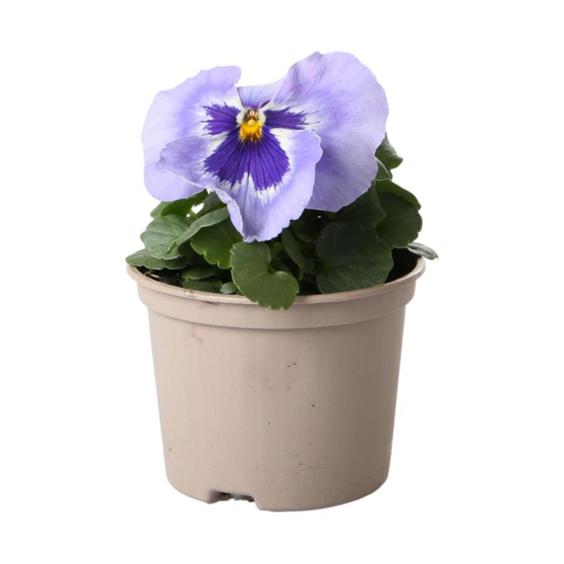 Viola wittrockiana T9