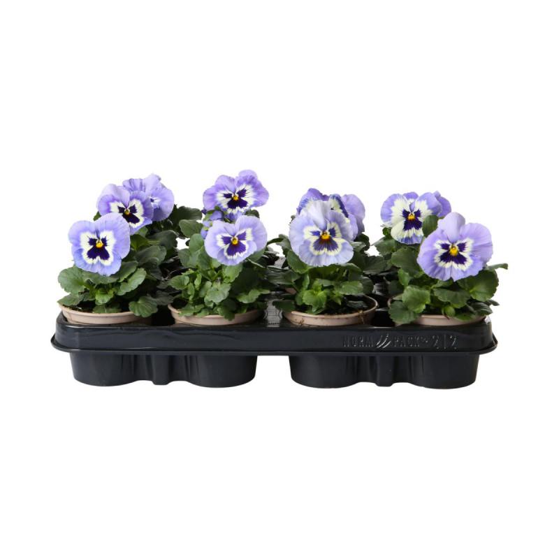 Viola wittrockiana T9