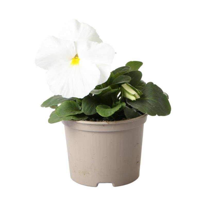 Viola wittrockiana T9