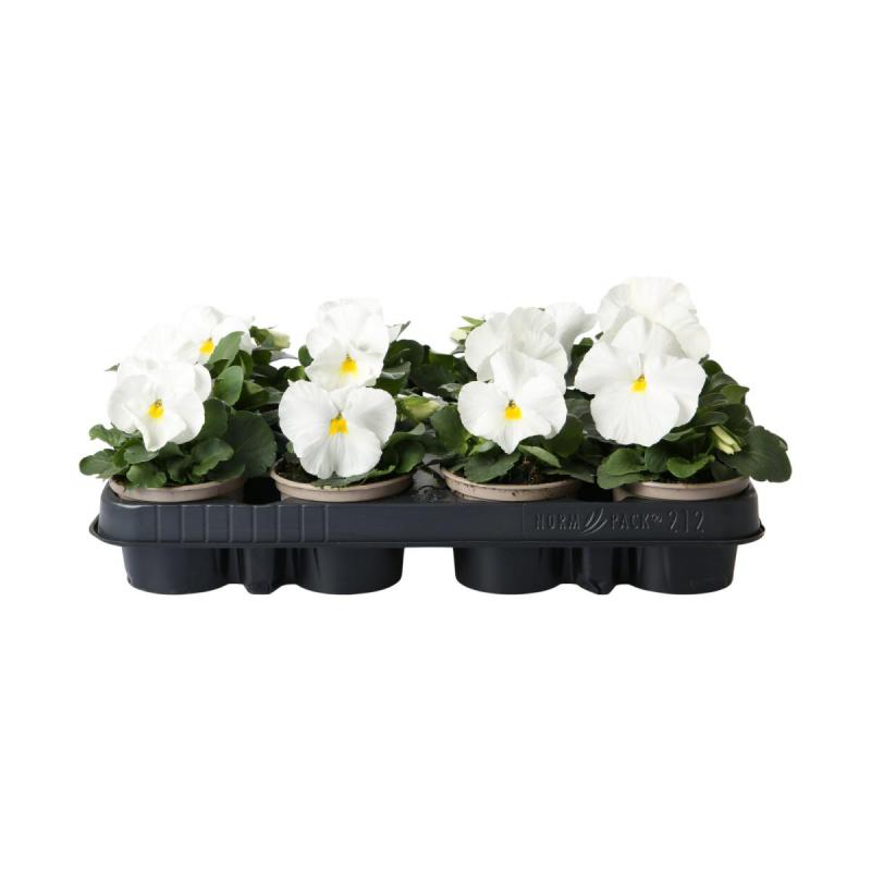 Viola wittrockiana T9