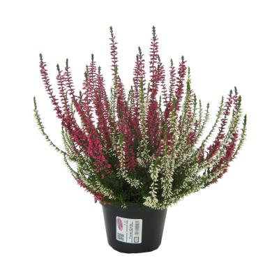 Calluna G.G. Twin T 12