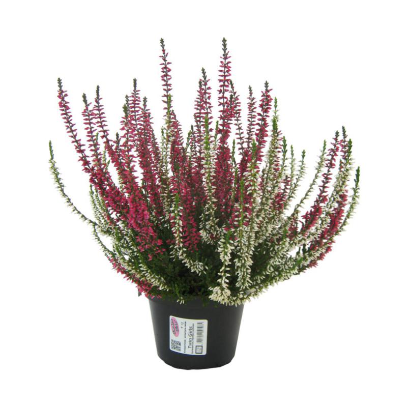 Calluna G.G. Twin T 12