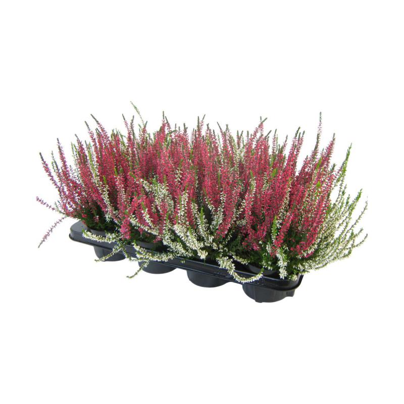 Calluna G.G. Twin T 12