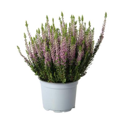 Calluna B.L. T 12 (EP)