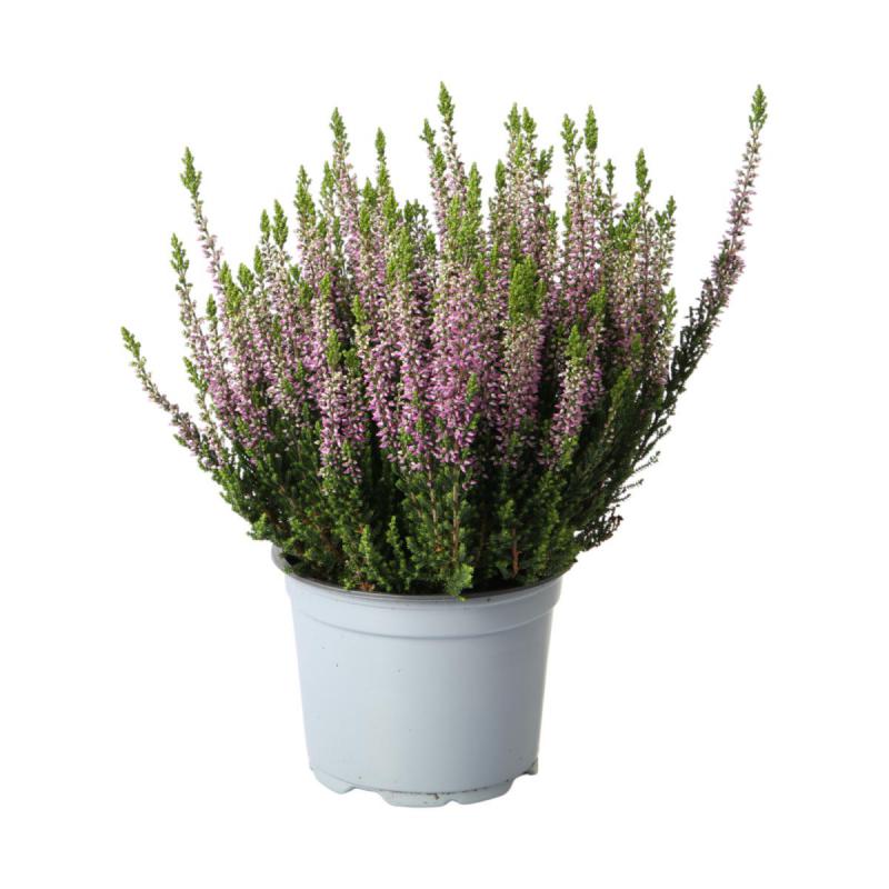 Calluna B.L. T 12 (EP)