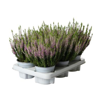 Calluna B.L. T 12 (EP)