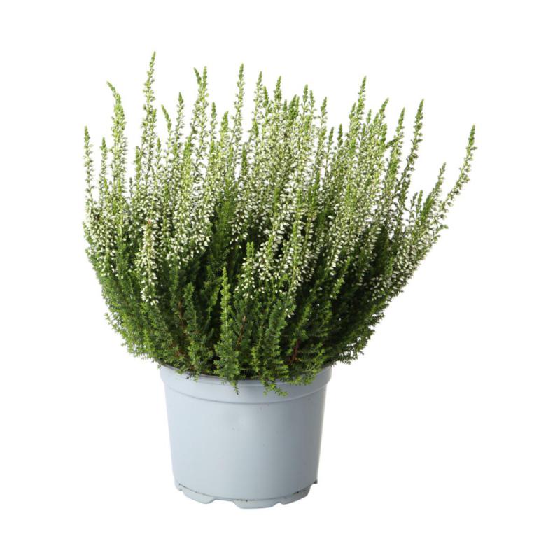 Calluna B.L. T 12 (EP)