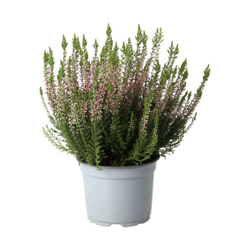 Calluna B.L. T 12 (EP)