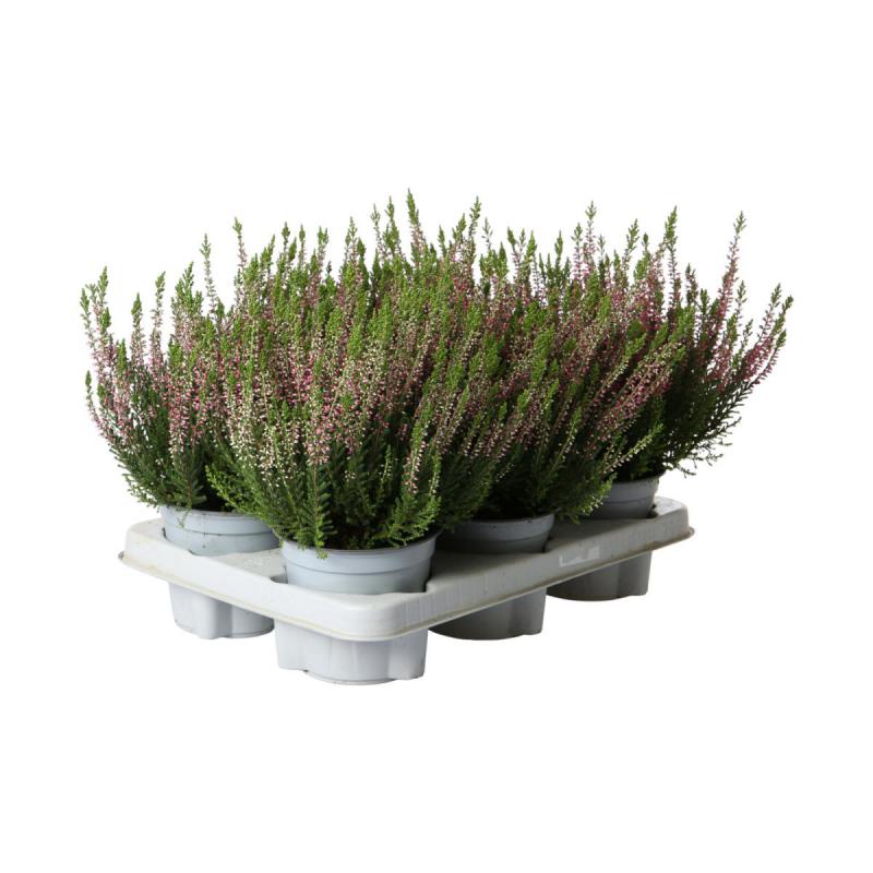 Calluna B.L. T 12 (EP)