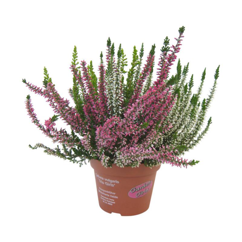 Calluna G.G. Trio T 12