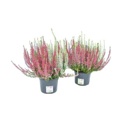 Calluna G.G. Trio T 12