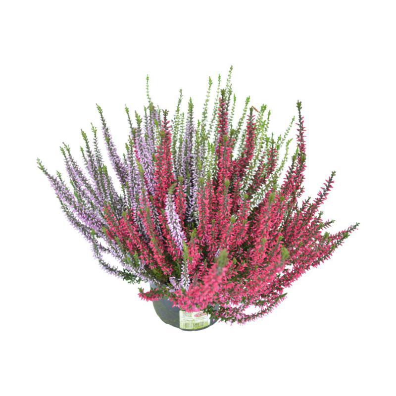 Calluna G.G. Trio T 12