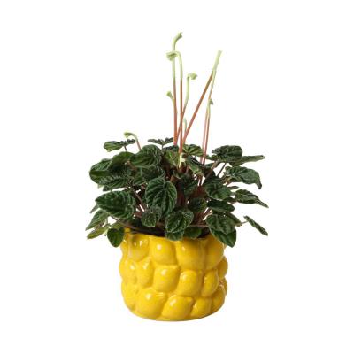 &Uuml;bertopf Zitrone