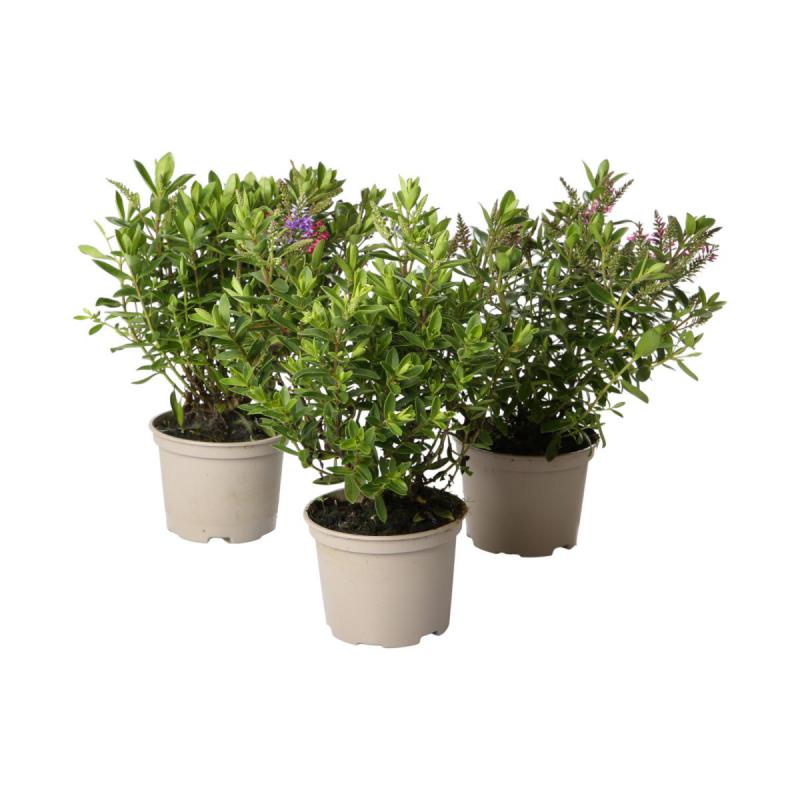 Hebe andersonii T 10,5