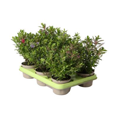 Hebe andersonii T 10,5