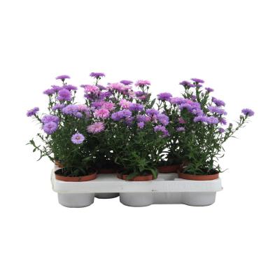 Aster novi-belgii T10