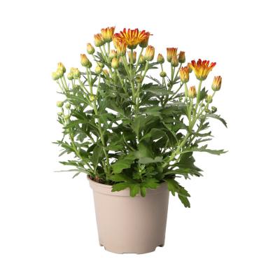 Chrys. indicum T12 Sonderfarben