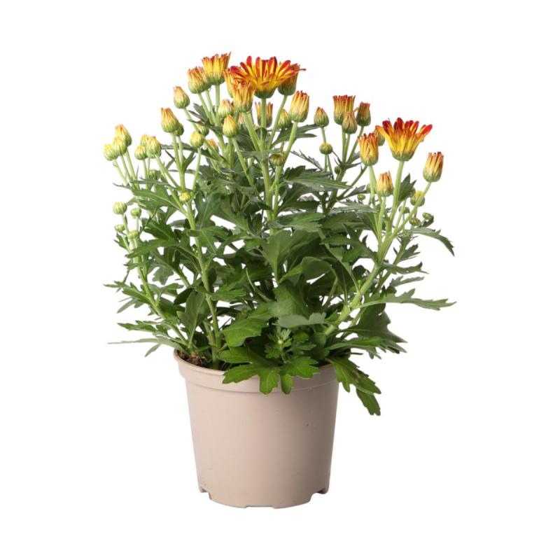 Chrys. indicum T12 Sonderfarben