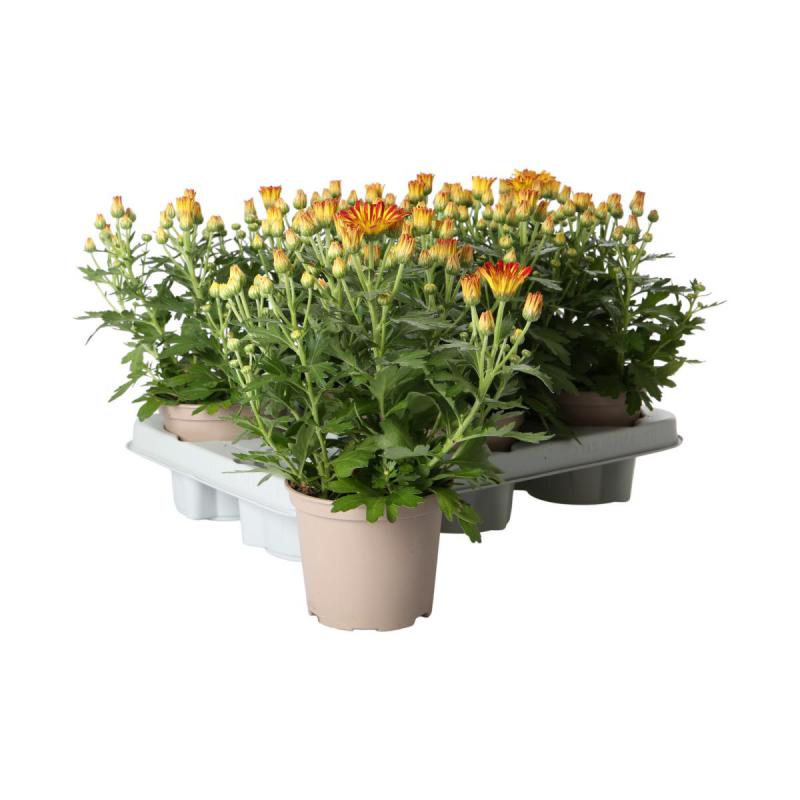 Chrys. indicum T12 Sonderfarben