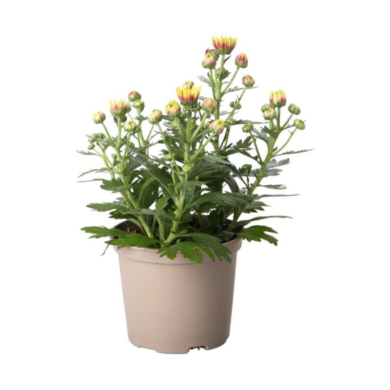 Chrys. indicum T12 Sonderfarben