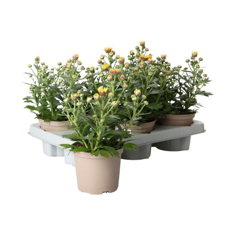 Chrys. indicum T12 Sonderfarben