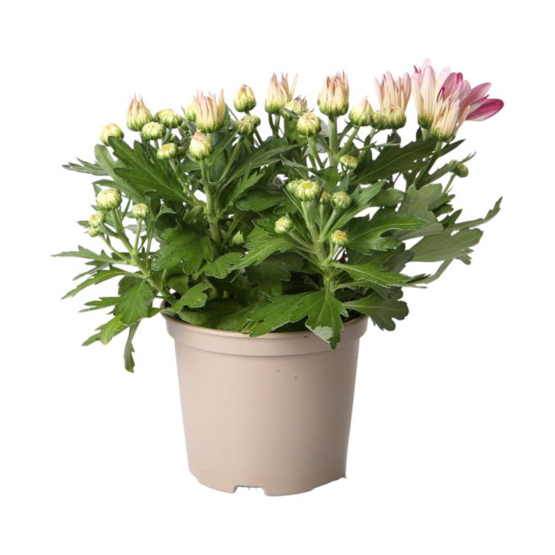 Chrys. indicum T12 Sonderfarben