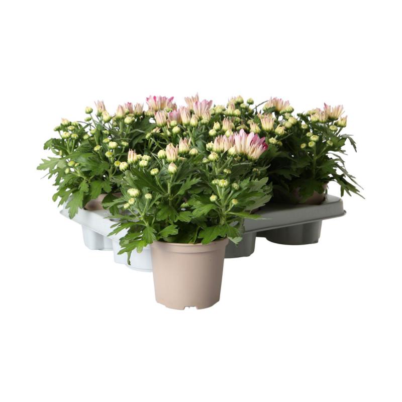 Chrys. indicum T12 Sonderfarben