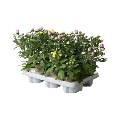 Chrys. indicum T12 Trio (E)