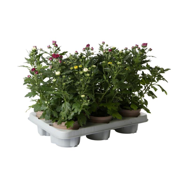 Chrys. indicum T12 Trio (E)