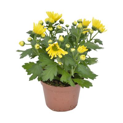 Chrys. multiflora T13