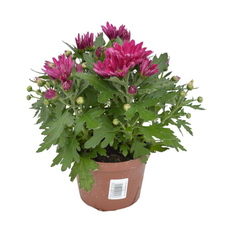 Chrys. multiflora T13