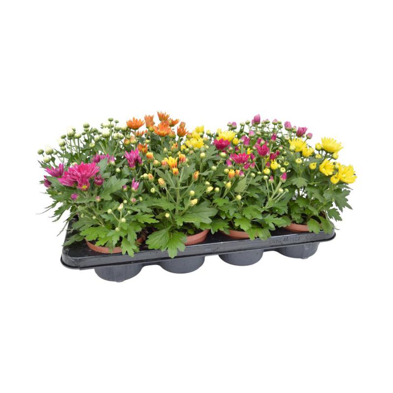 Chrys. multiflora T13