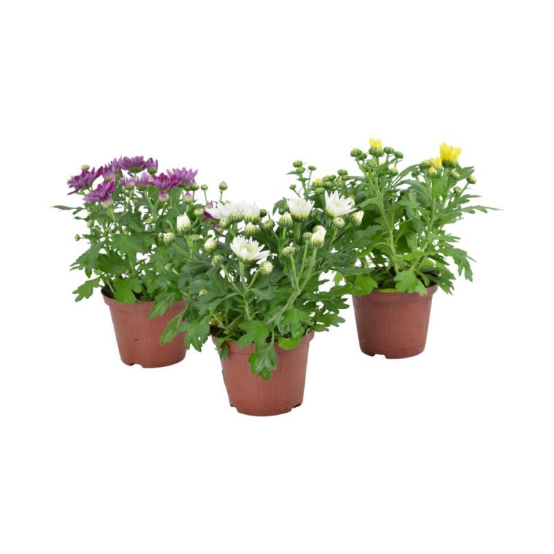 Chrys. multiflora T13