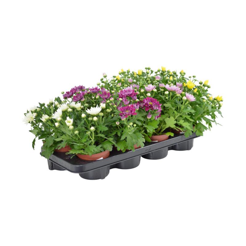 Chrys. multiflora T13