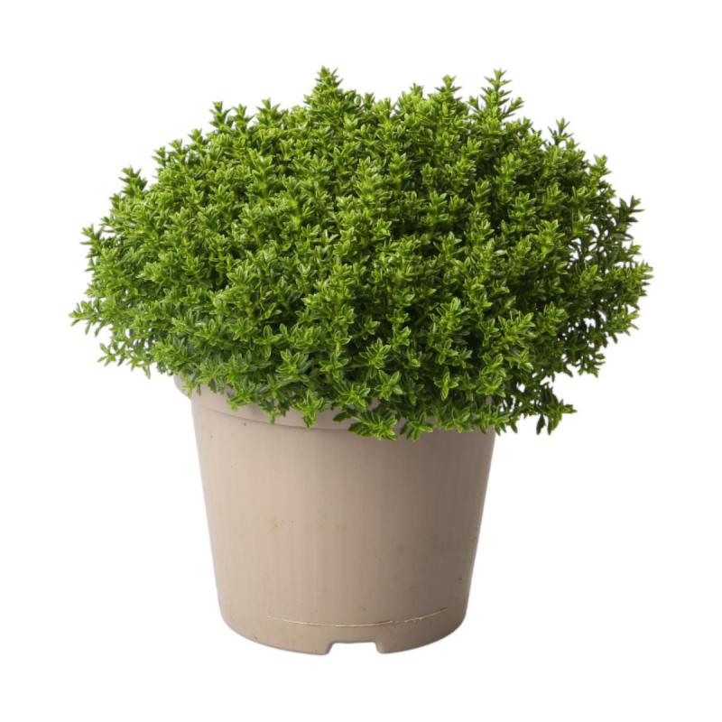 Hebe 'Green Globe' T 11