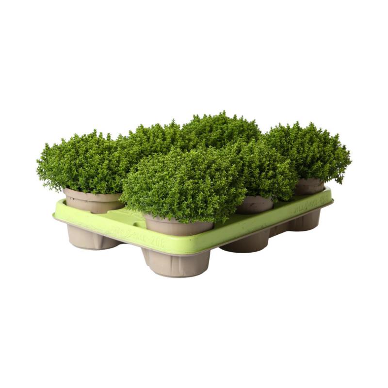 Hebe 'Green Globe' T 11